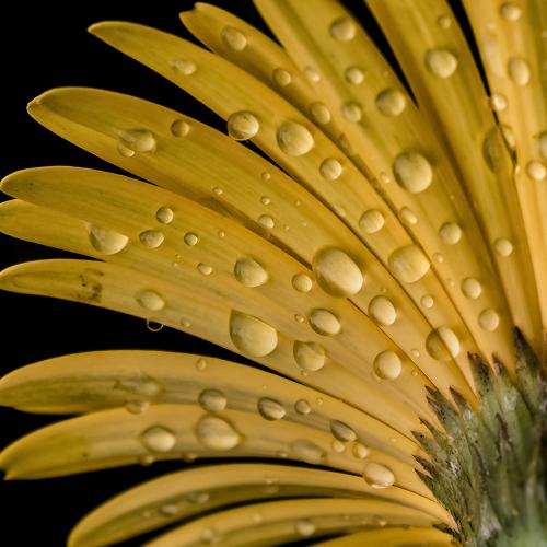Layers of flower
