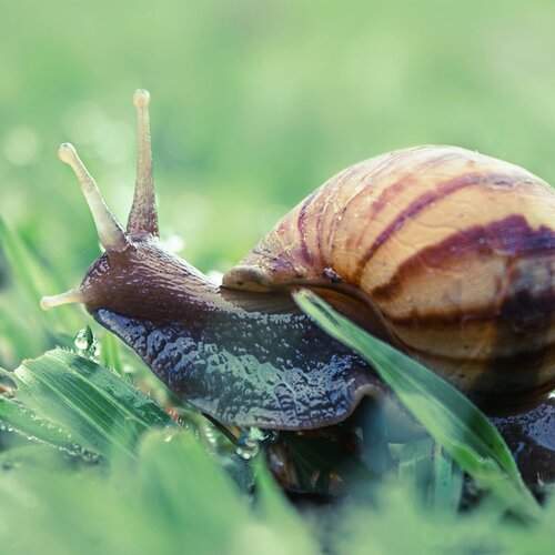 Starving snail