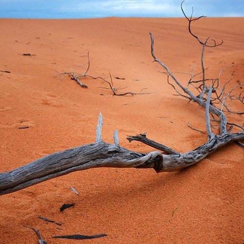 The Dry Tree