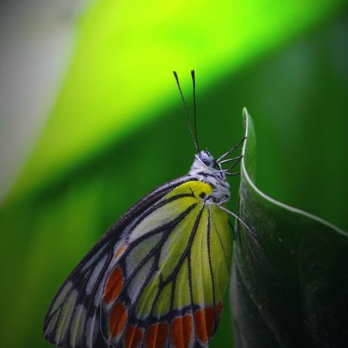 Butterfly