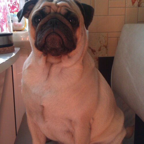 Photo #1798418