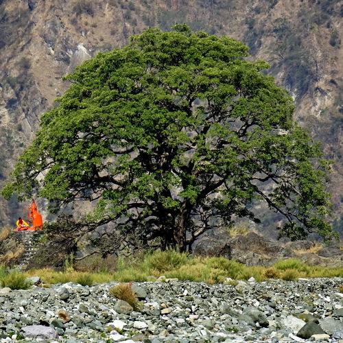 The Ancient Tree
