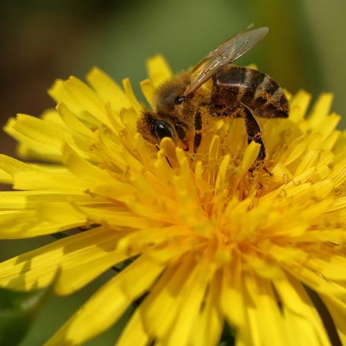 Maya the bee