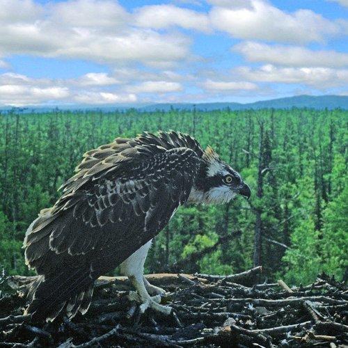 Хозяин тайги