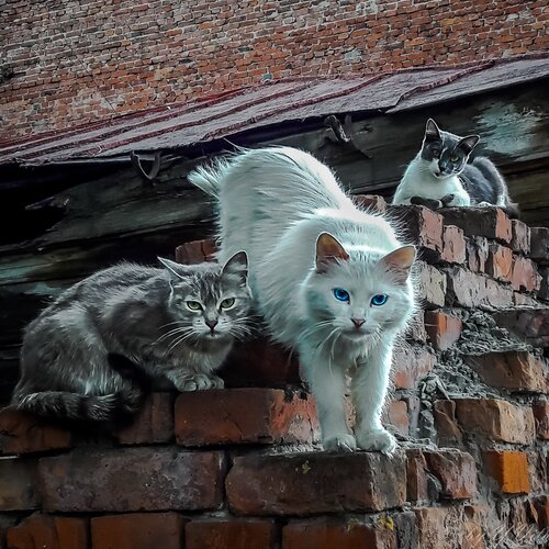 Усатые-полосатые...