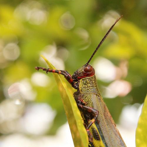Grasshopper