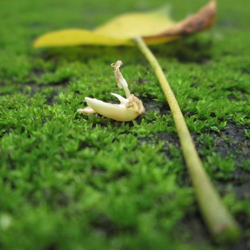 Leaf & Seed