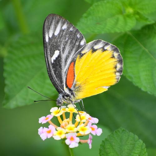 Butterfly for honey