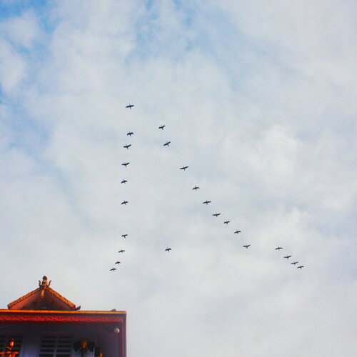travel birds