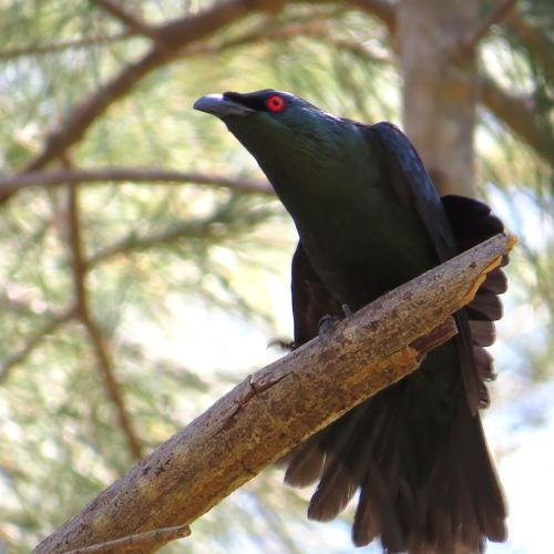 Asian Glossy Starling