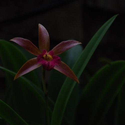 Dark flower