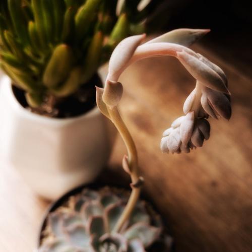 Newest Flower