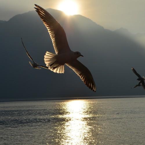 Sunny bird