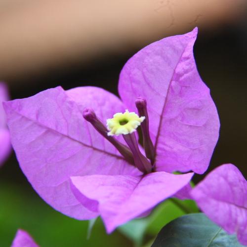 purple bougenville