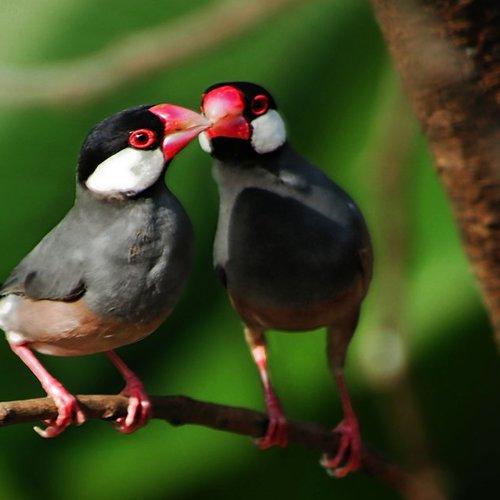 Love