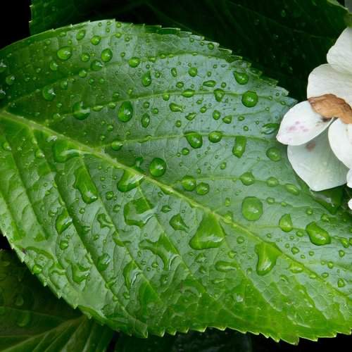 Lluvia en Licanray