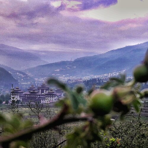 Blossom to Dzong