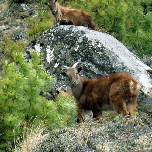 Himalayan wild goat