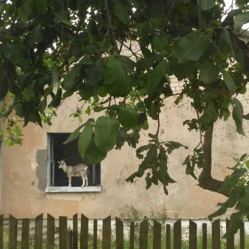 Деревенские зарисовки