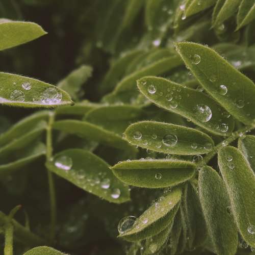 Flora