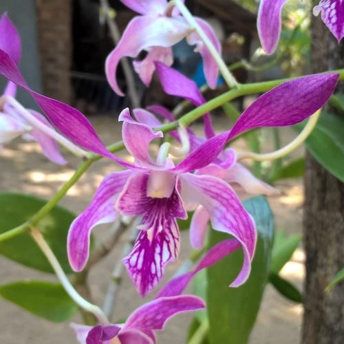 Orchid