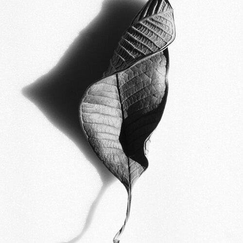 Wilted