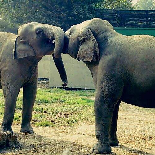 Love of giants
