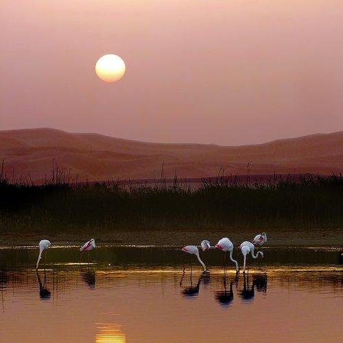 Flamants
