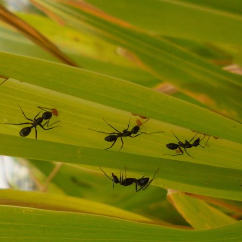 Leaf with ant