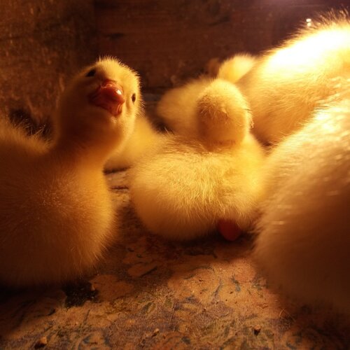 Photo #1822798
