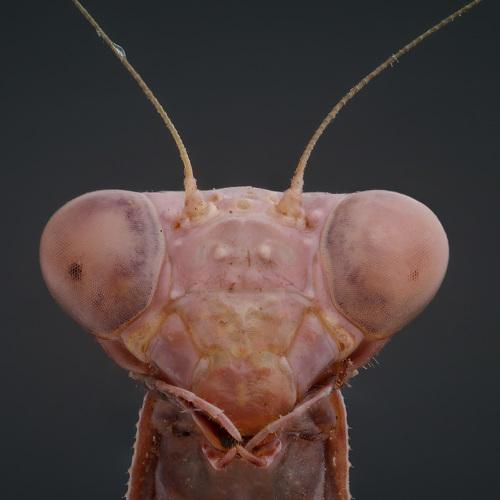mantis