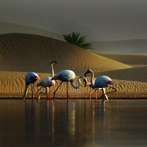 flamants au sahra