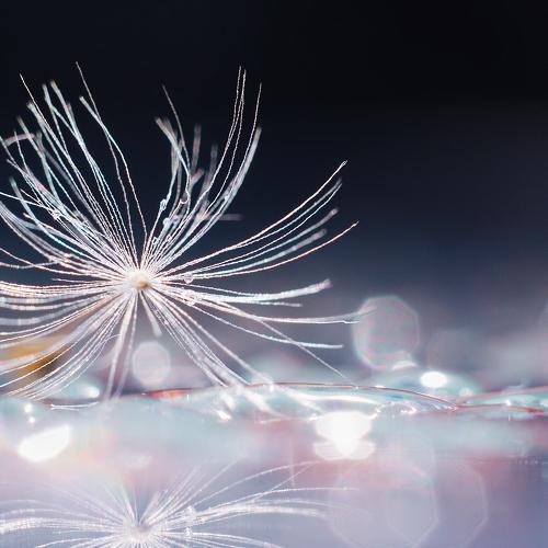 Dandelion