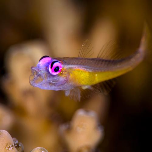 pink eye goby yawn
