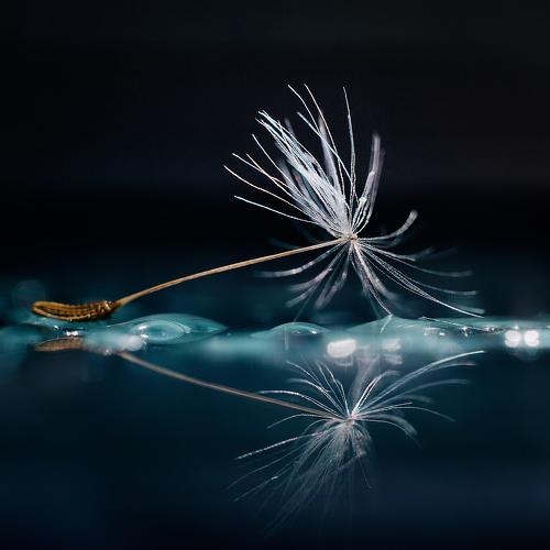 Dandelion