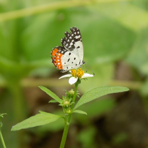Butterfly Vs Nature