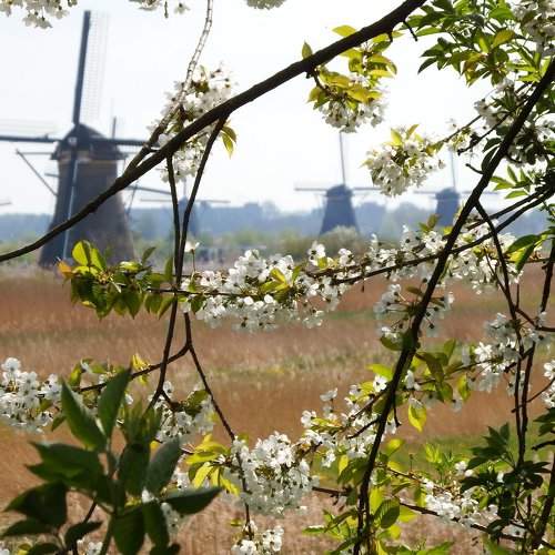 Spring in Kinderdijk
