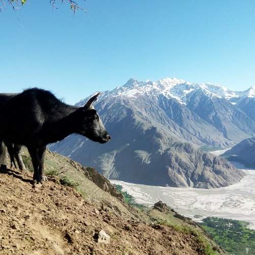 Yak in Karakorum