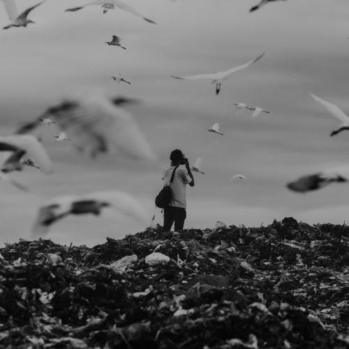 Birds Around