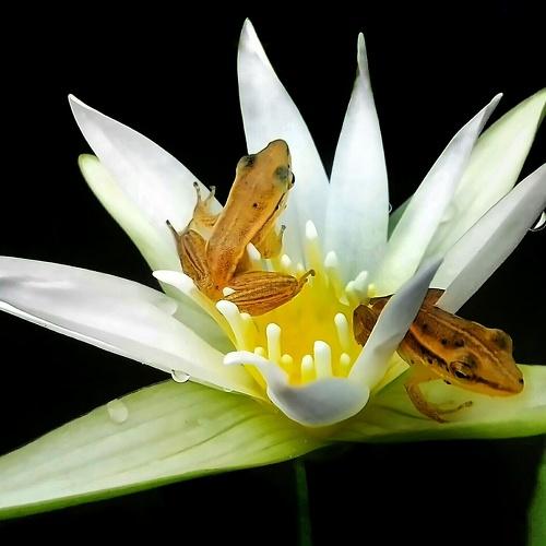 Beauty Of Nature