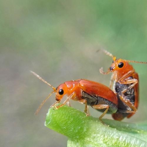Love in Nature