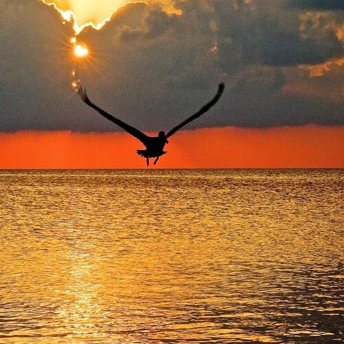 Pelican at Sunset