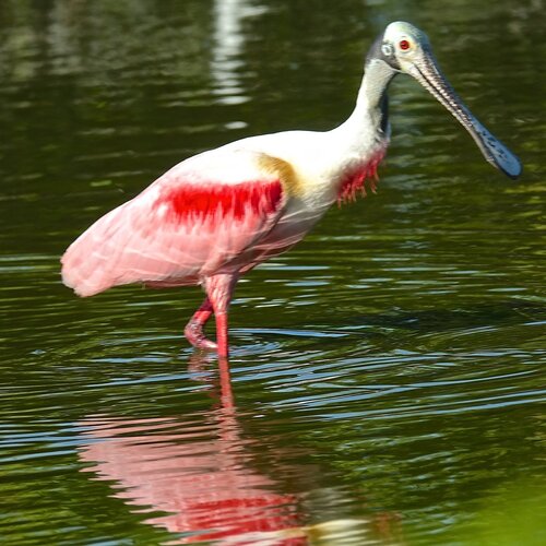 Spoonbill