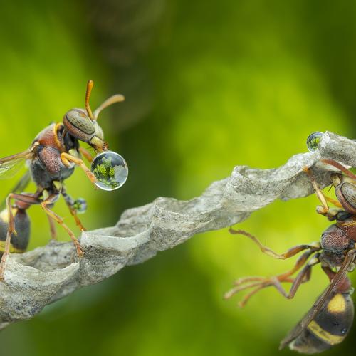 Wasps