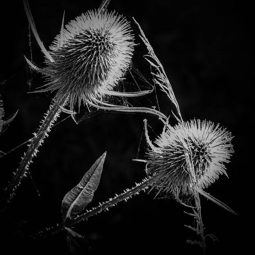 Dipsacus