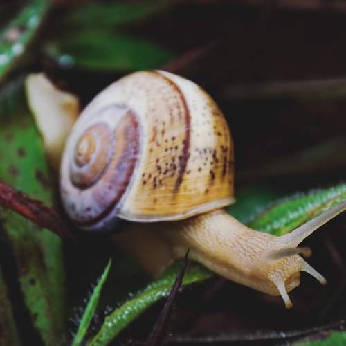 Snail