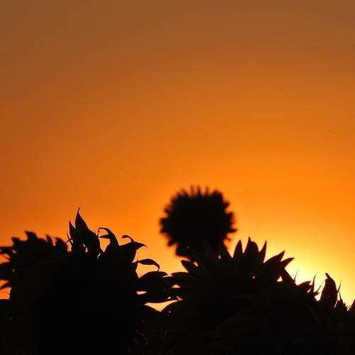 Photo #1837288
