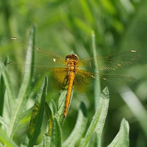 Gold dragonfly