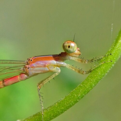Damselfly