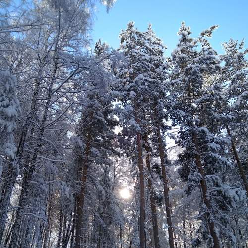зимний лес